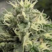 Privileged Baddie - Anesia Seeds