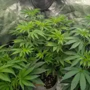 Big Z - Wizard Trees