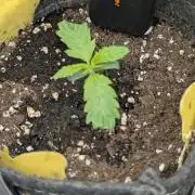 AlienZ Automatic - Greenhouse Seed Co.