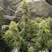 Do-Si-Dos Auto - Zamnesia