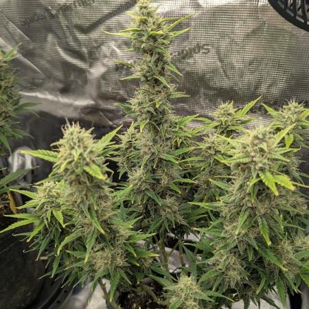 Do-Si-Dos Auto - Zamnesia