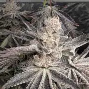 Black Lobster - Cipher Genetics