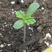 AlienZ Automatic - Greenhouse Seed Co.