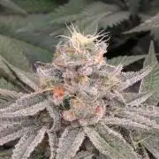 Black Beretta - Cipher Genetics