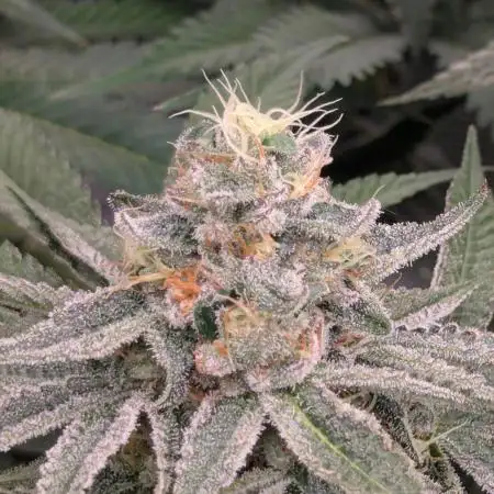 Black Beretta - Cipher Genetics