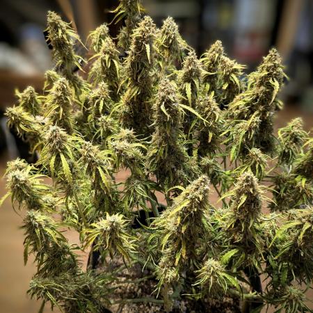 Amnesia Haze & Papaya Cookies Auto - G1