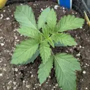 Zhampagne - Compound Genetics