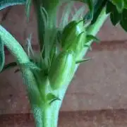 Black Beretta - Cipher Genetics