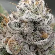 Gary Patron - Nine Weeks Harvest