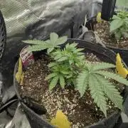 Black Lobster - Cipher Genetics