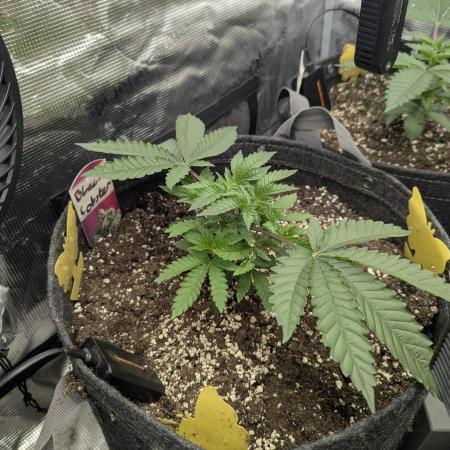 Black Lobster - Cipher Genetics