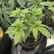 Girl Scout Cookies - Kannabia