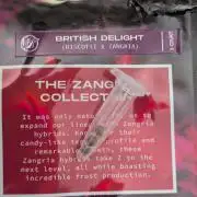 British Delight - Wizard Trees