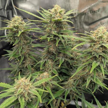 Papaya Zoap Auto - Sweet Seeds