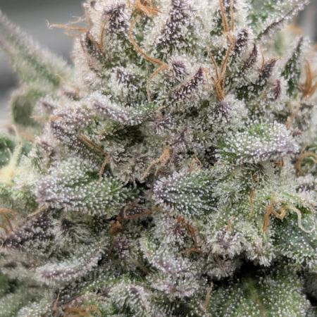 Glue 31 - Compound Genetics