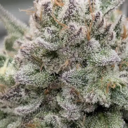 Glue 31 - Compound Genetics