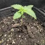 Papaya Zoap Auto - G2