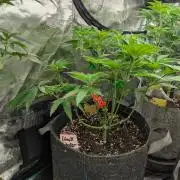 Black Lobster - Cipher Genetics