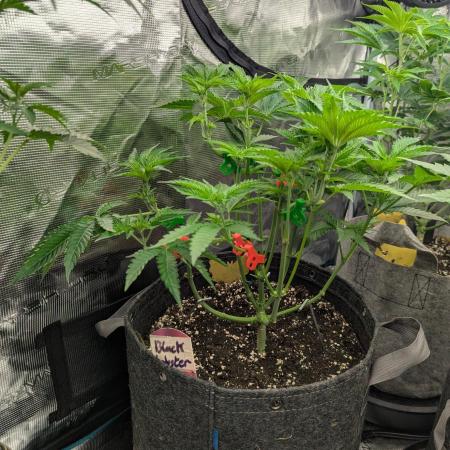 Black Lobster - Cipher Genetics