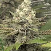 Shake Back - Compound Genetics