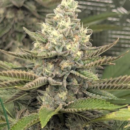 Shake Back - Compound Genetics
