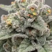 Mental Rainbow FF - Sweet Seeds