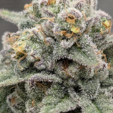 Mental Rainbow FF - Sweet Seeds