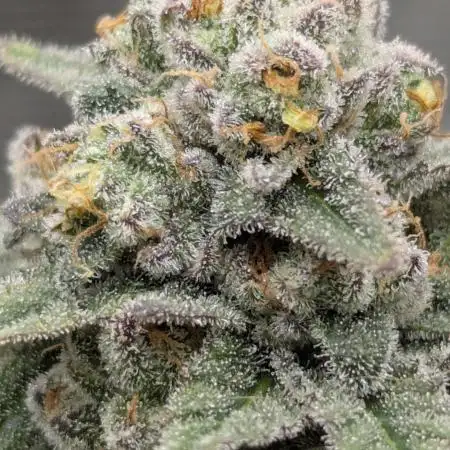 Mental Rainbow FF - Sweet Seeds