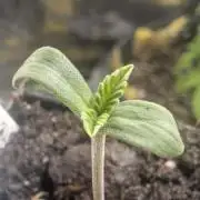 Wizard Fuel - Wizard Trees