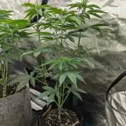 Shake Back - Compound Genetics