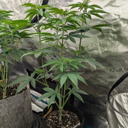 Shake Back - Compound Genetics