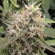 TB SkittleZ Auto - Bulldog Seeds
