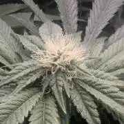 Black Cherry Gushers - Barney's Farm