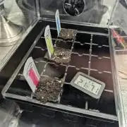 Wizard Fuel - Wizard Trees