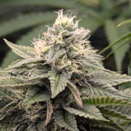 Shake Back - Compound Genetics