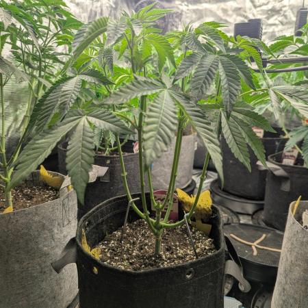 Zorroz v2 - Nine Weeks Harvest