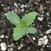 Permanent Marker - Seed Junky