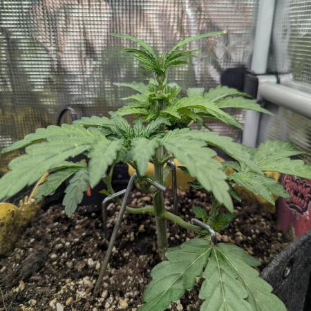 Zkittlez - Growers Choice