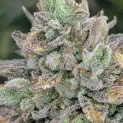 Big Z - Wizard Trees