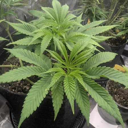 RS11 x Banana OG - Barney's Farm