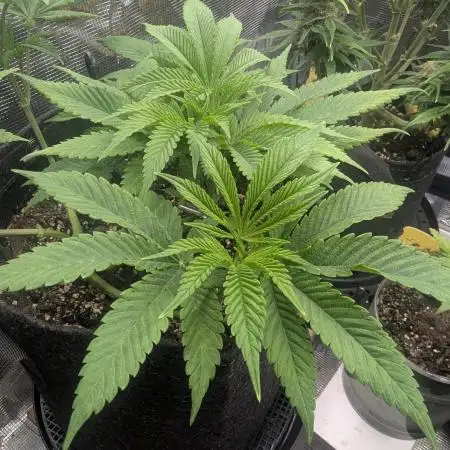 RS11 x Banana OG - Barney's Farm