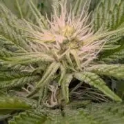 Shake Back - Compound Genetics