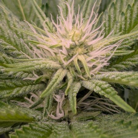 Shake Back - Compound Genetics