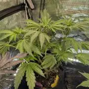 Zkittlez - Growers Choice