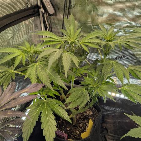 Zkittlez - Growers Choice