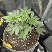 New Money - Compound Genetics