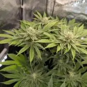Monaco - Nine Weeks Harvest