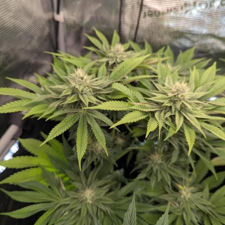 Monaco - Nine Weeks Harvest
