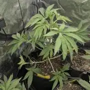 Black Cherry Gushers - G2