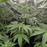 Bubblegum Gelato - Barney's Farm